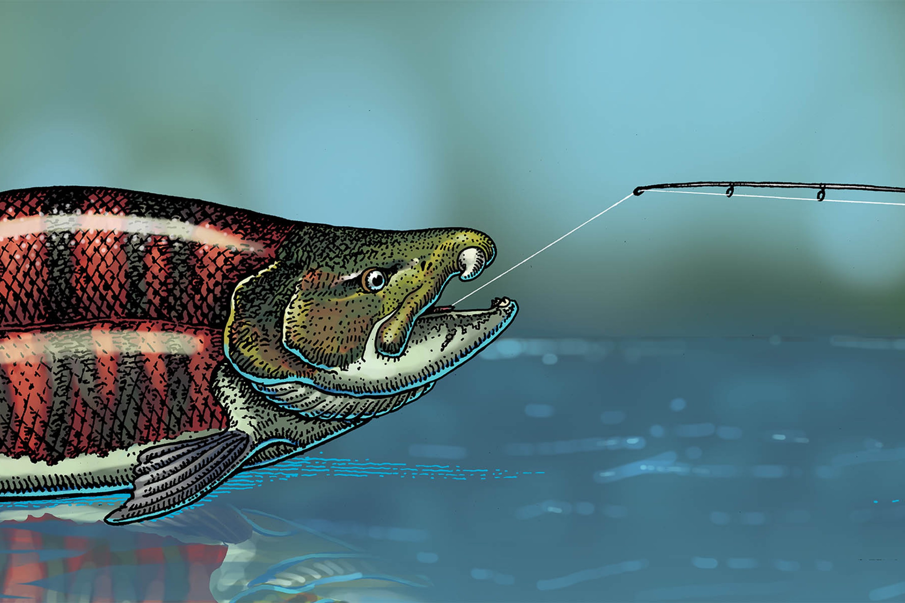 an illustration by Ray Troll depicting a gigantic spike-toothed salmon overpowering a fisherman